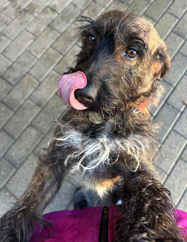 BISCOTTO SEGUGIO Foto 4